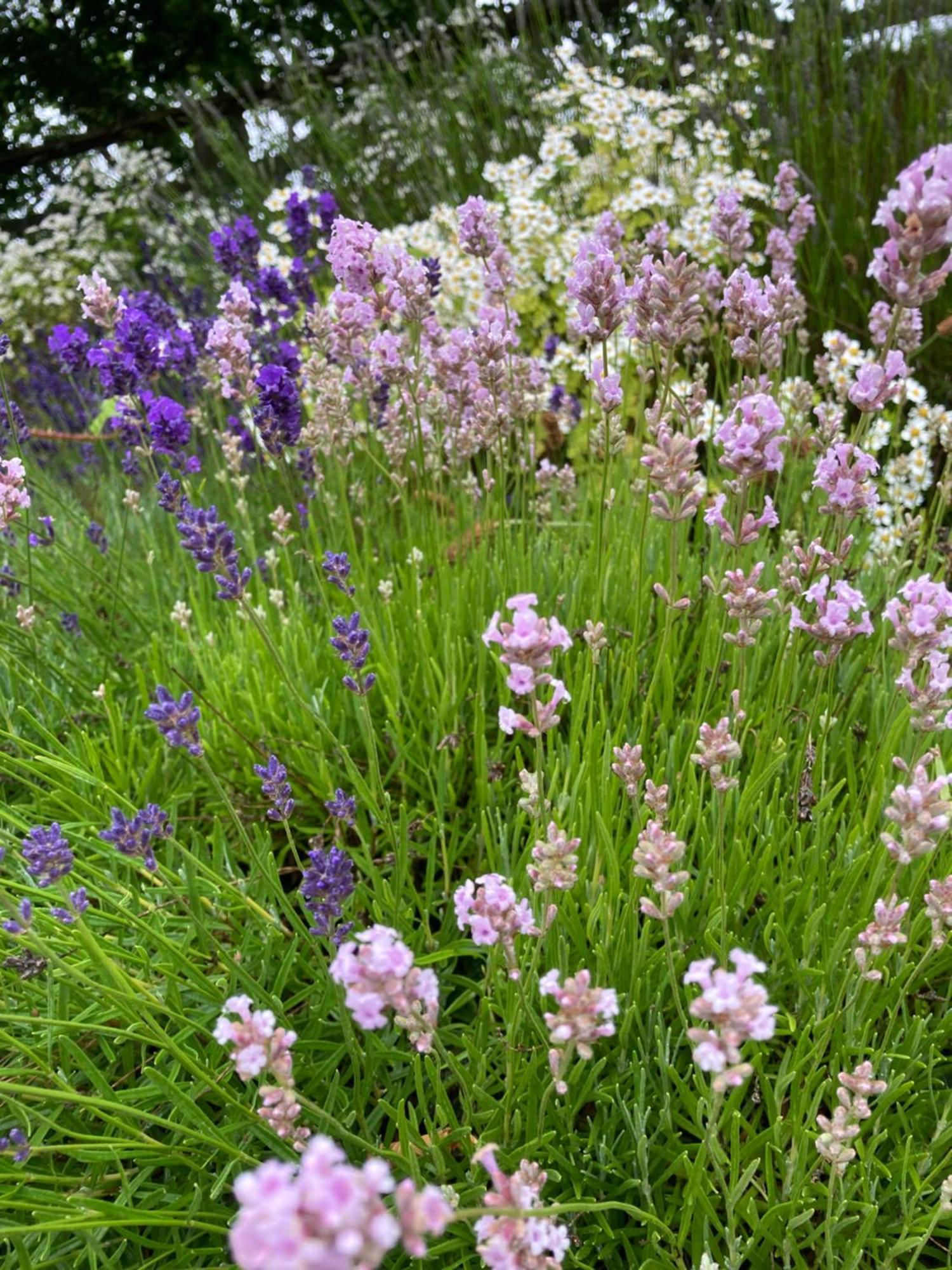Lavender Cottage Gloucester Dış mekan fotoğraf